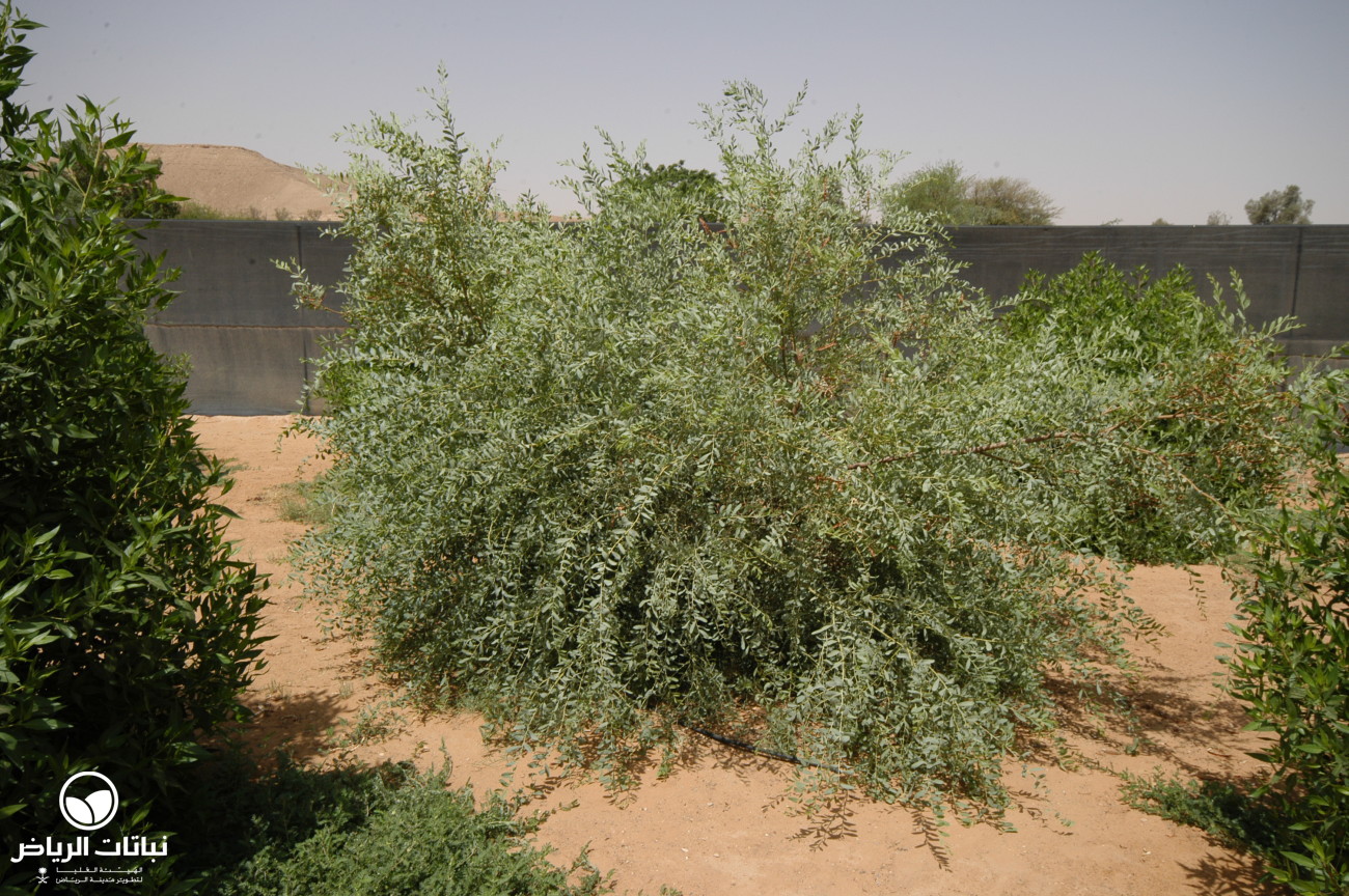 Riyadh Plants Umbrella Wattle Sandhill Wattle