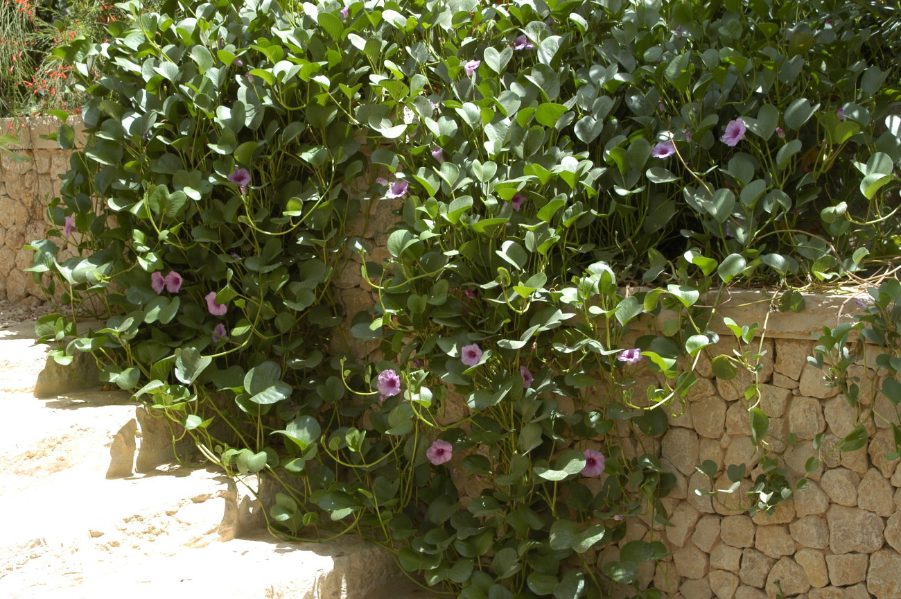 Riyadh Plants Beach Morning Glory