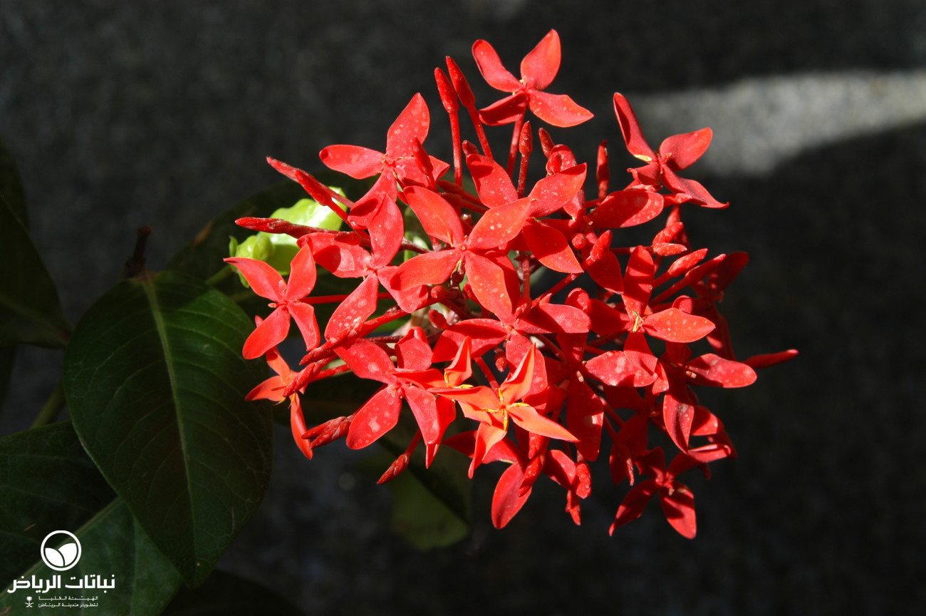 Riyadh Plants Ixora, Flame of the Woods