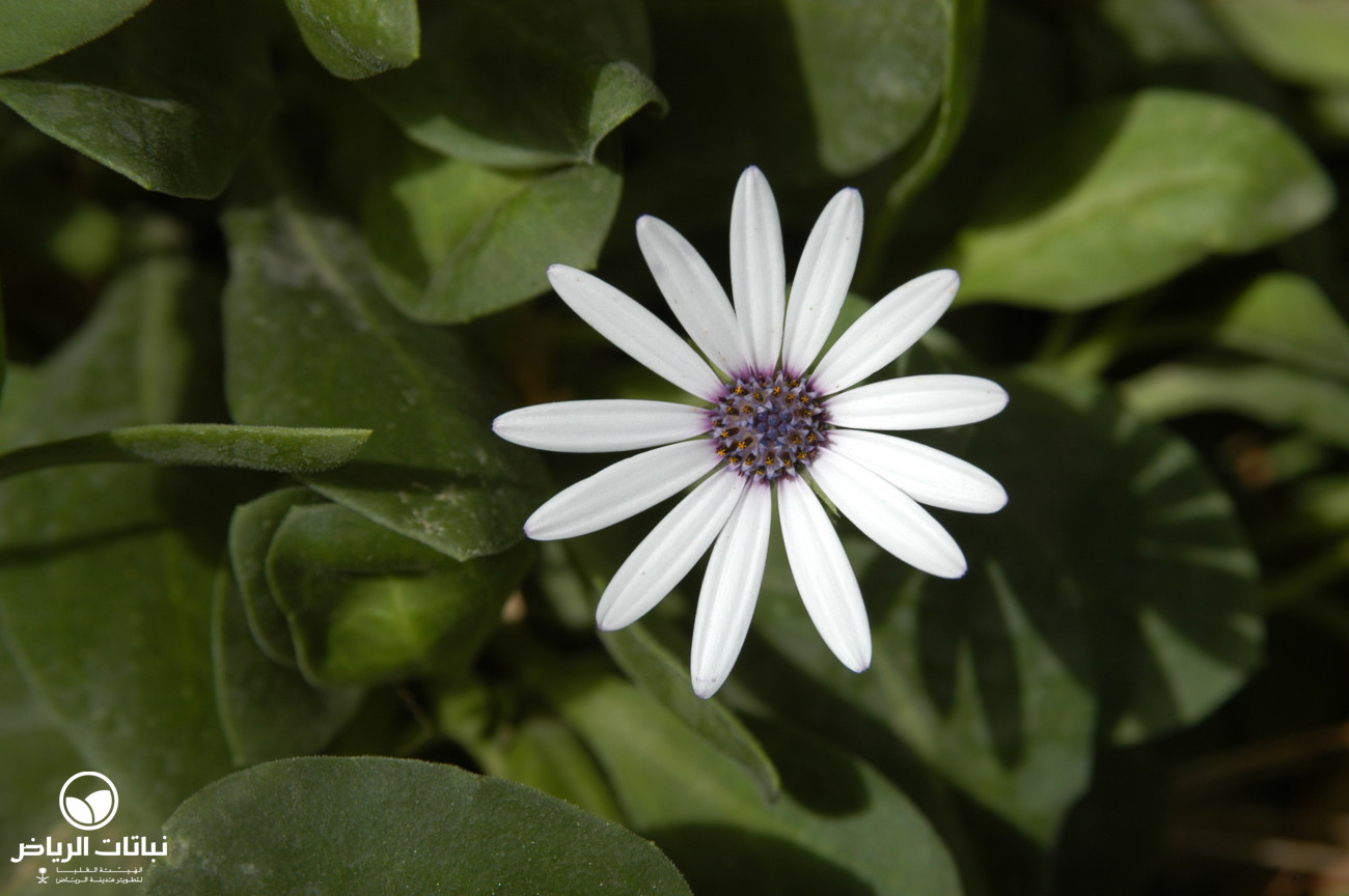 Riyadh Plants | African Daisy, Shrubby Daisybush