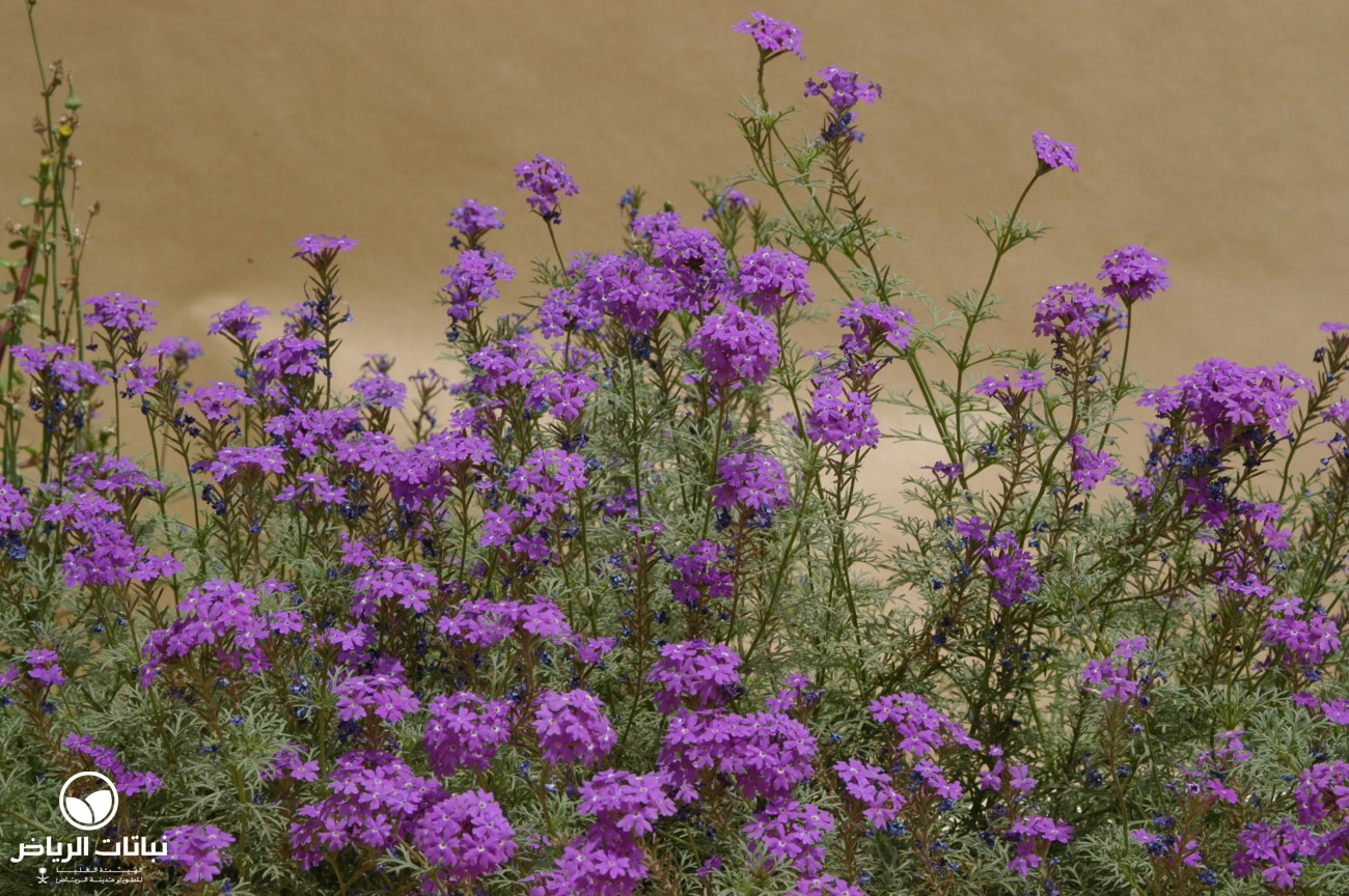 Riyadh Plants Moss Vervain