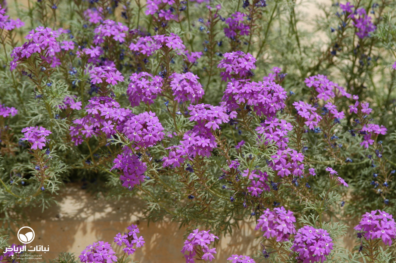 Riyadh Plants Moss Vervain
