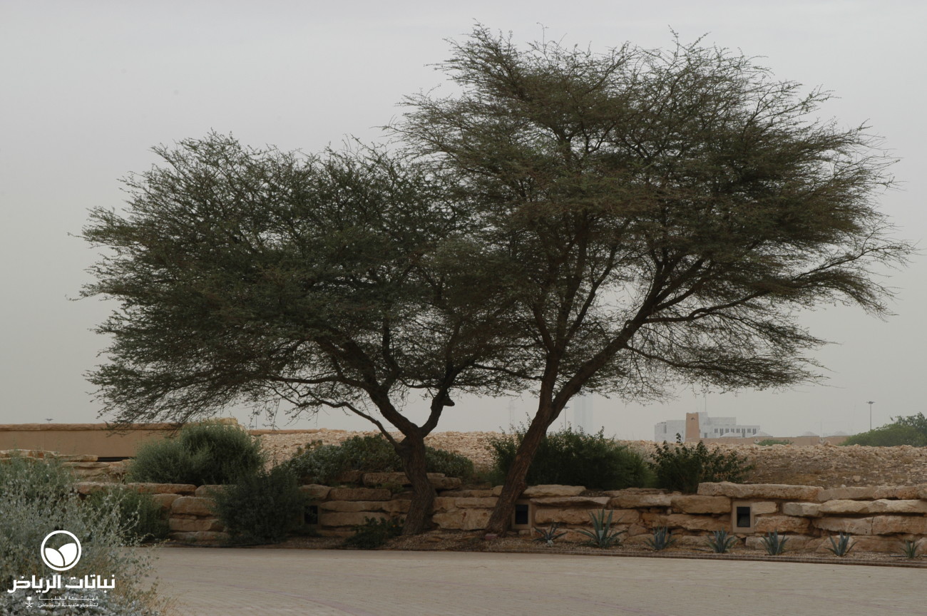 نباتات الرياض السنط العربي قرض