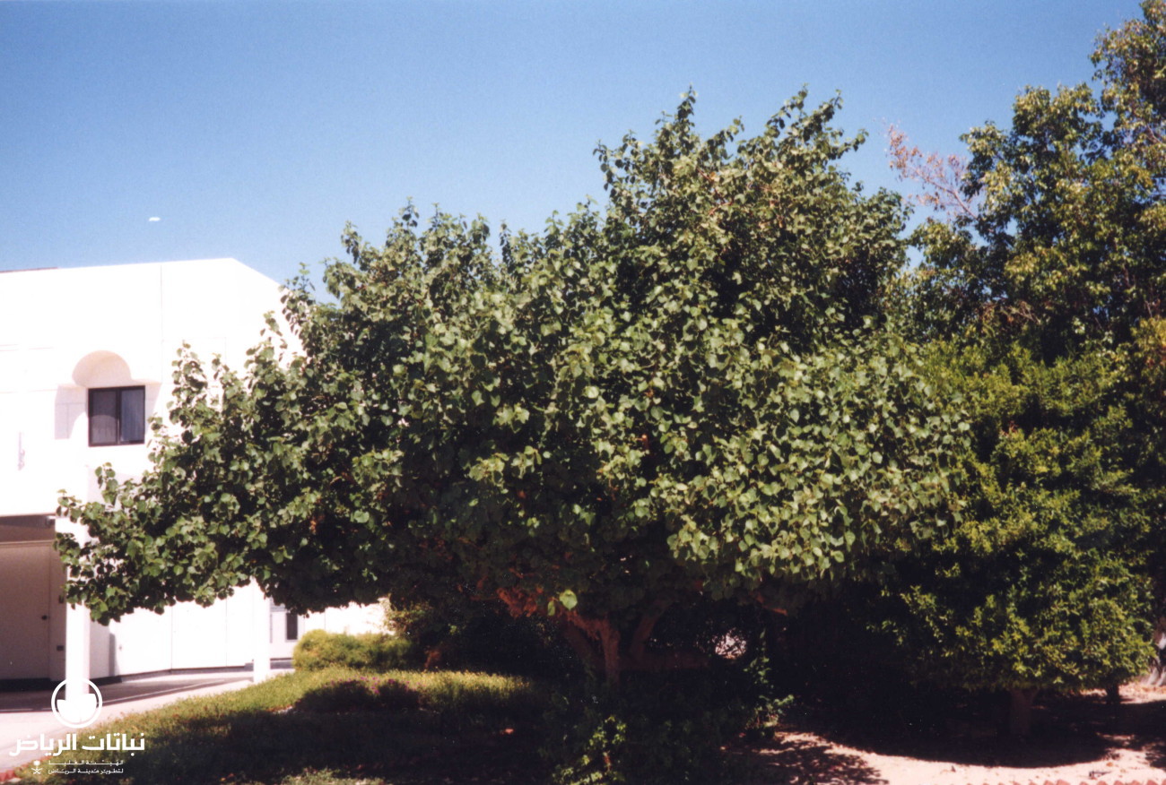 شجرة Thespesia Populnea