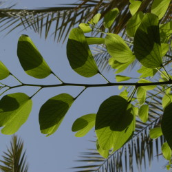 شجرة الفراشة، خف الجمل