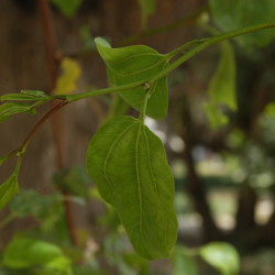 السدر