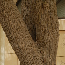 السدر