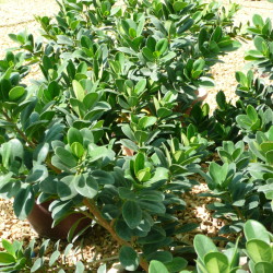 Chinese Laurel Fig